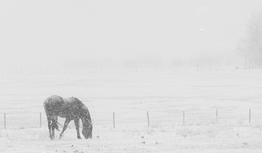 Pferde im Winter Eindecken Thermoregulation Immunsystem