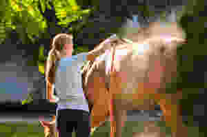 Pferd waschen Pferde waschen