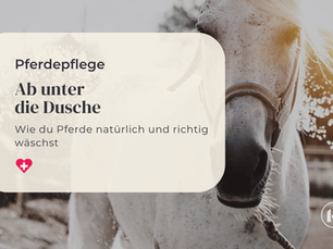 Ab unter die Dusche: Pferde richtig waschen