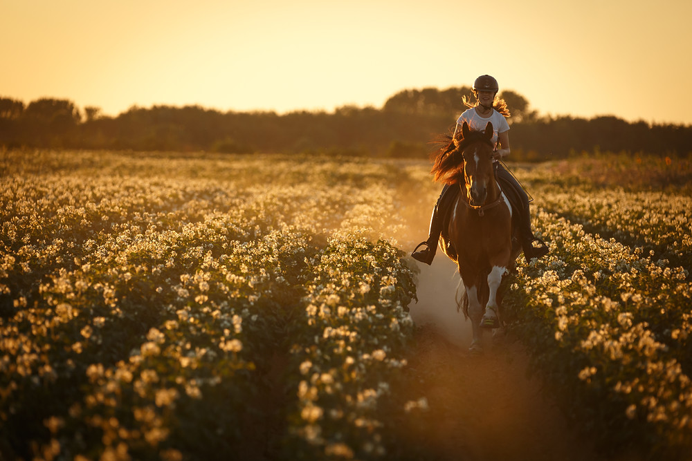 Pferde Reiten schädlich