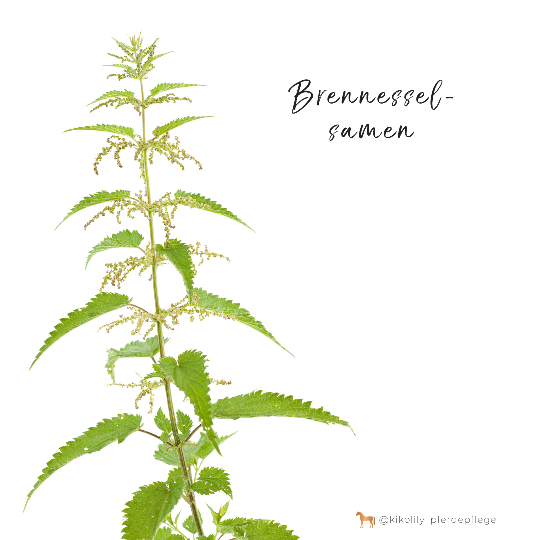 Bio Brennesselsamen