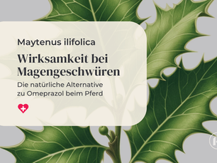 Maytenus ilicifolia: Die natürliche Omeprazol-Alternative beim Pferd