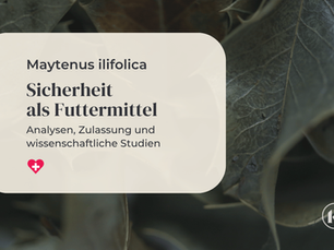 Sicherheit von Maytenus ilicifolia als Futter für Pferde: Eine umfassende Betrachtung