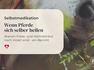 Angewandte Selbstmedikation bei Pferden: Ein Überblick