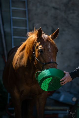Fütterungsberatung für Pferde, natürliche Futtermittel für Pferde, Kräuter für Pferde in der Schweiz