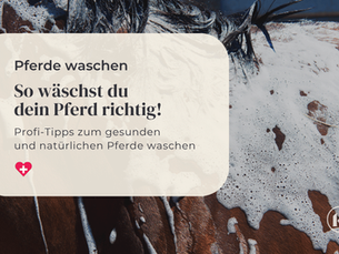 Profitipps - Dein Pferd richtig und gesund waschen