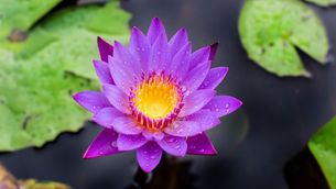 Be a Lotus Flower