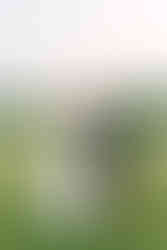 Bride and groom at Waveny House grounds