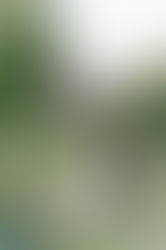 Peaceful, Timeless Eolia Mansion Wedding Music | Andrew & Sarita’s Pergola Ceremony