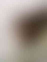 Brown dog resting on a soft blanket during a wedding day, a calm and wedding day moment