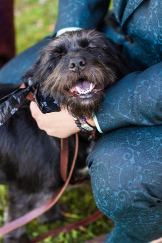 black dog at Priam vineyard wedding