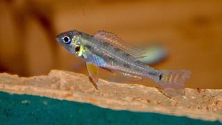 biotecus.jpeg