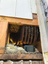 Dallas Bee Removal.jpg