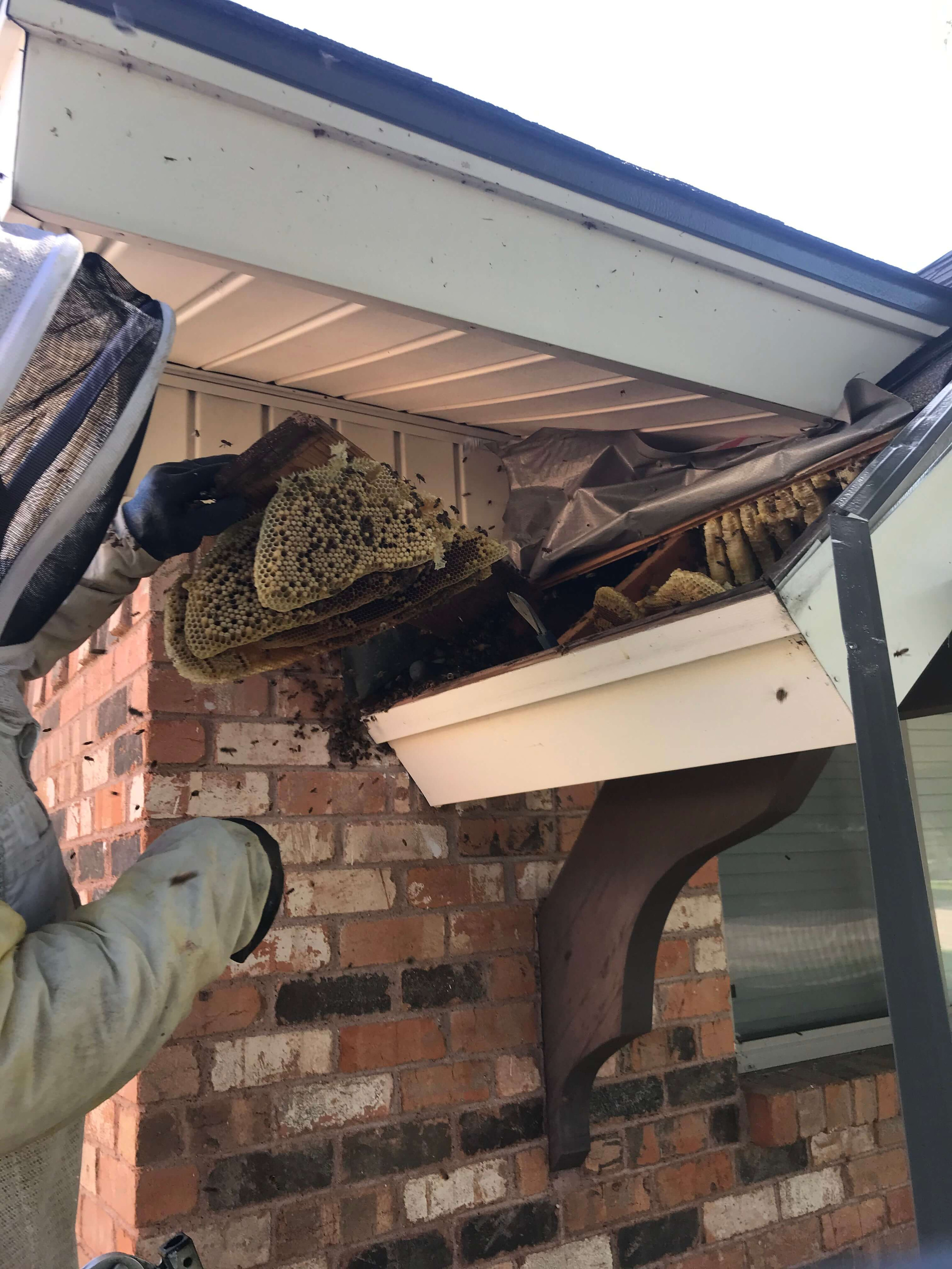 Bee Vip Keller Bee Services | VIP Bee Rescue