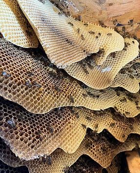 Allen Bee Removal (2).jpg