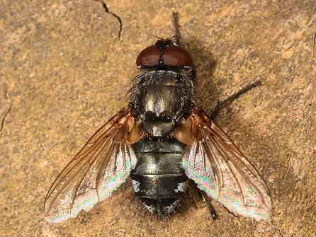 Cluster fly on brown background