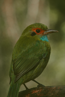 pajarito ese con verde.png