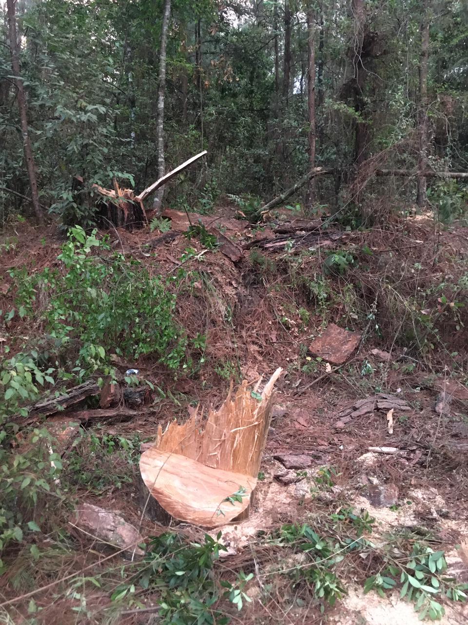 Nuestra relación con el bosque content media