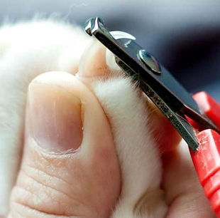 VETNURSES4U Nail Clipping