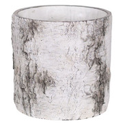 9 Inch Birch Stump