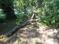 Broken Tree Branch Removal