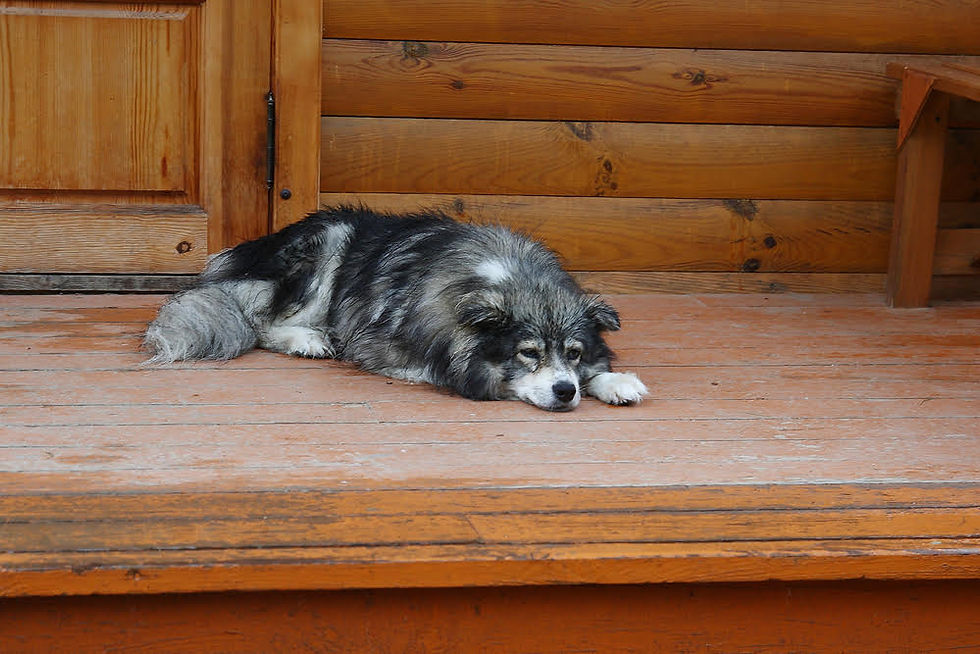 A tired-looking dog lying on a wooden porch, resting in front of a cabin wall.