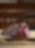 _A086386.ORF