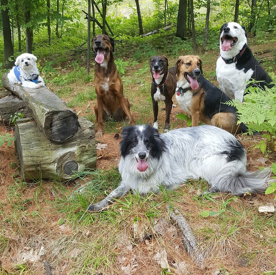 Group in the Woods Dunrobin 69467553_2177222742388659_2441940575679676416_n_edited.jpg
