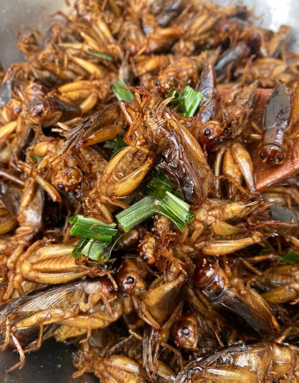 1 lbs Bag Giants Crickets No Eggs 