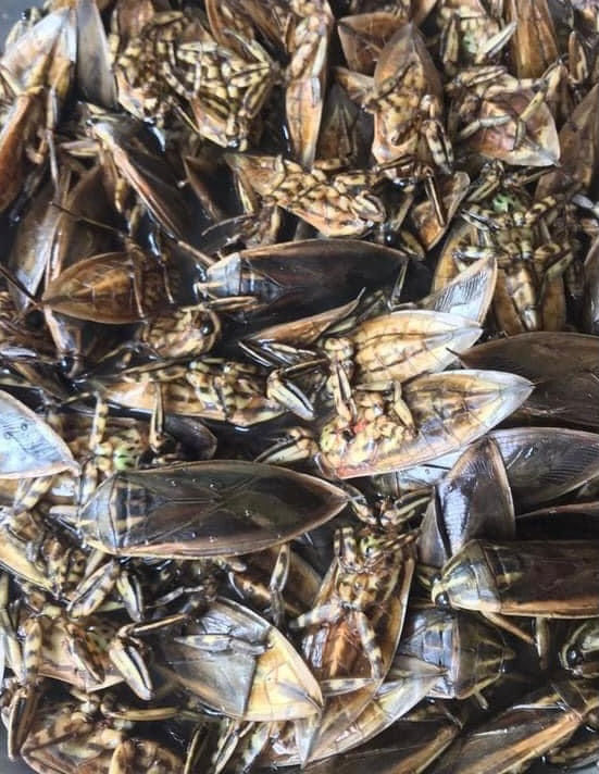 Thumbnail: 10 Water Bugs in a bag 