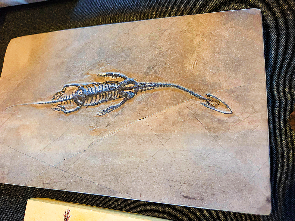 Keichousaurus replica