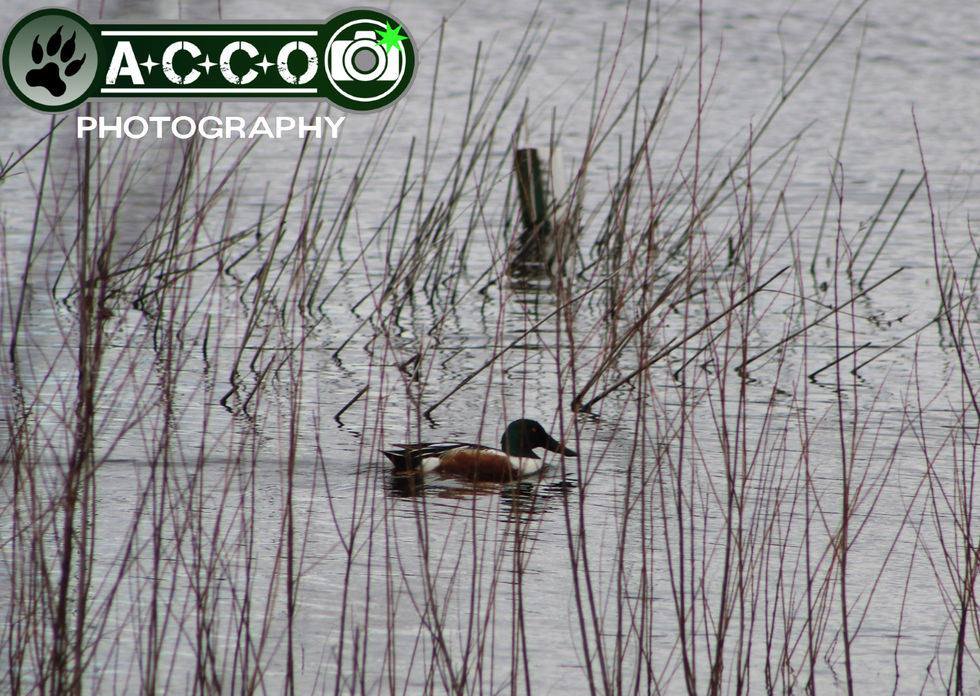 Northern Shoveler