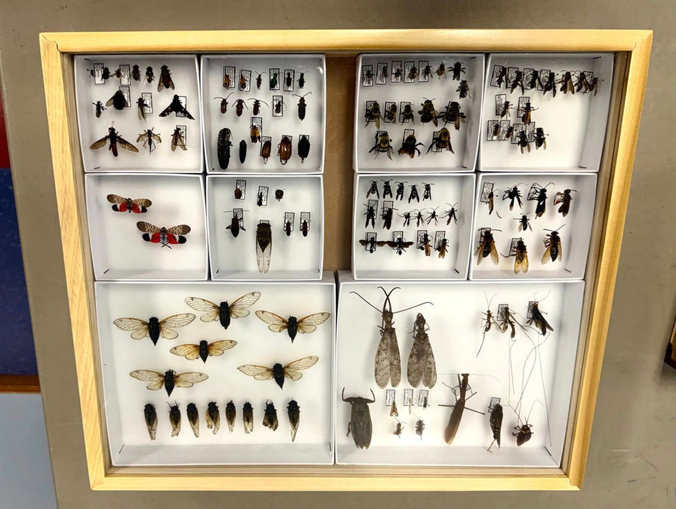 514524669_1955454851974404_4236427361762860342_n