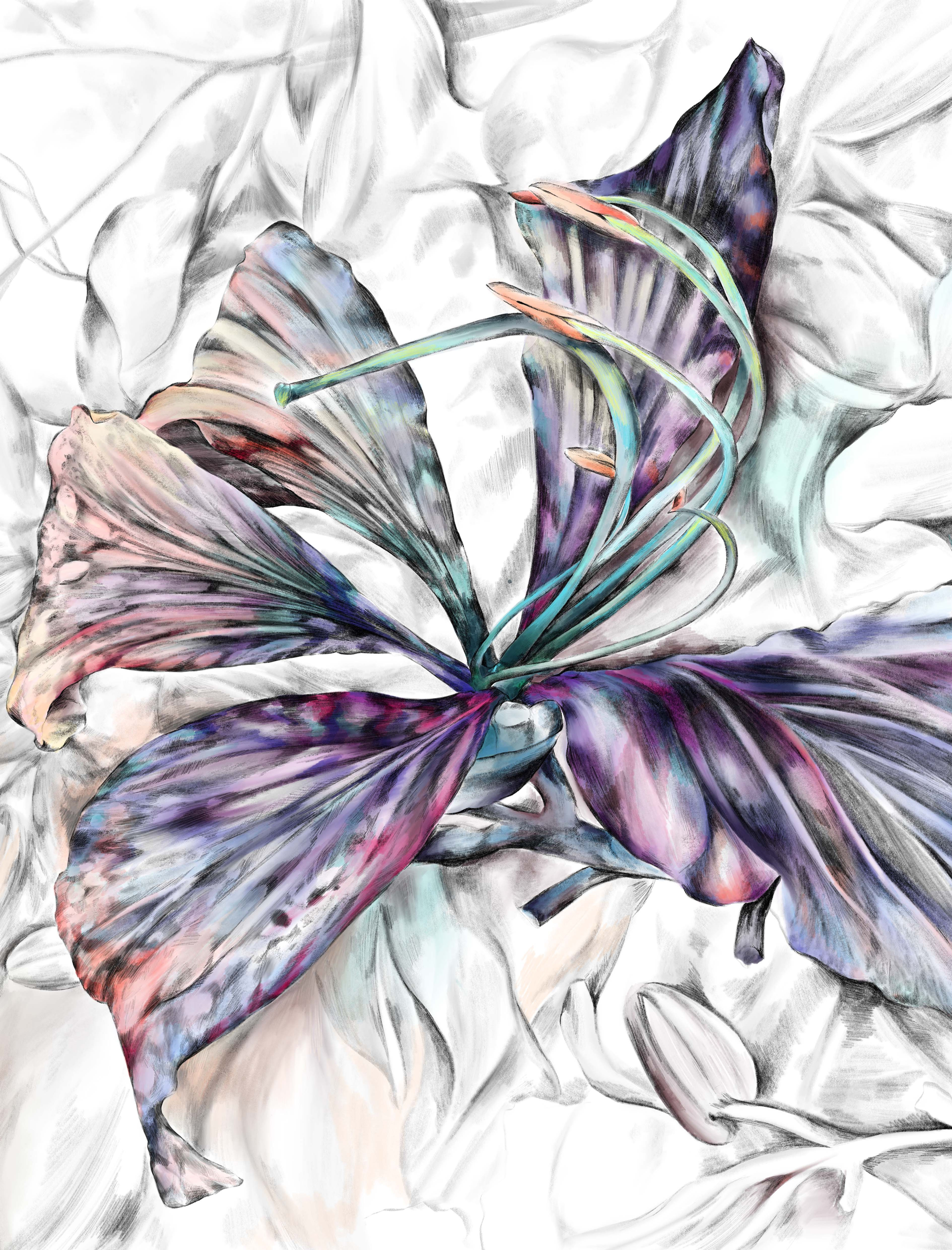 Bauhinia Fine Art Print