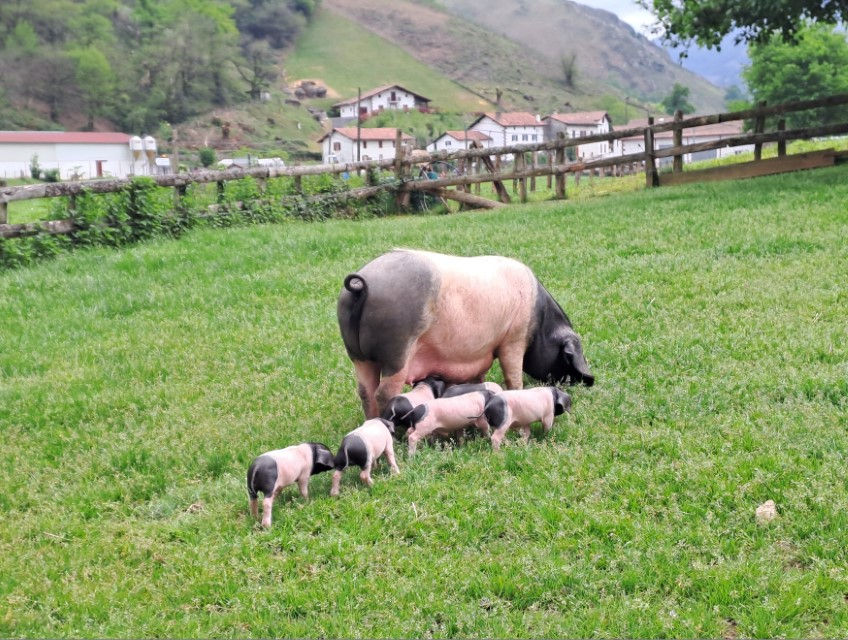 balade-voitures-anciennes-pays-basque-aldudes-2026-soupapes-pistons (90)