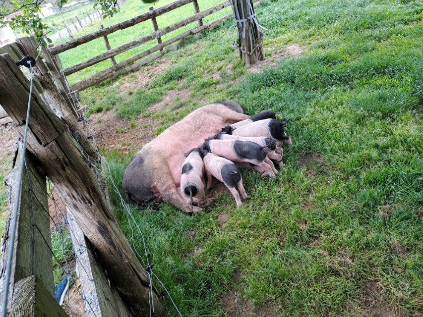 balade-voitures-anciennes-pays-basque-aldudes-2026-soupapes-pistons (78)