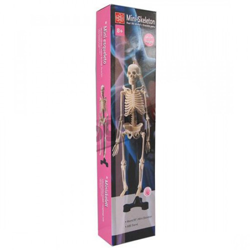 Skeleton Model Plastic edaids