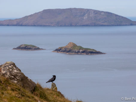 Y Gigfran - Common Raven – Fiach dubh - Corvus corax