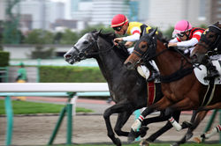 馬と馬