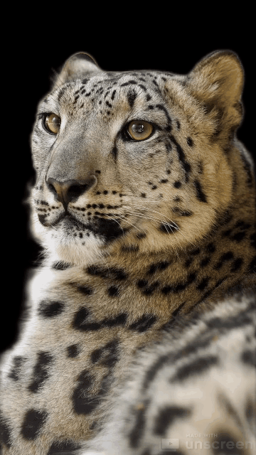 SnowLeopard-Aigul-Blackbackground.gif