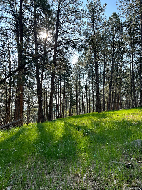 Forest.jpg