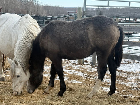 MX 510 baby Missy.jpeg