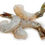 Thumbnail: Easy Peel Black Tiger Shrimp 4/6ct 5lbs