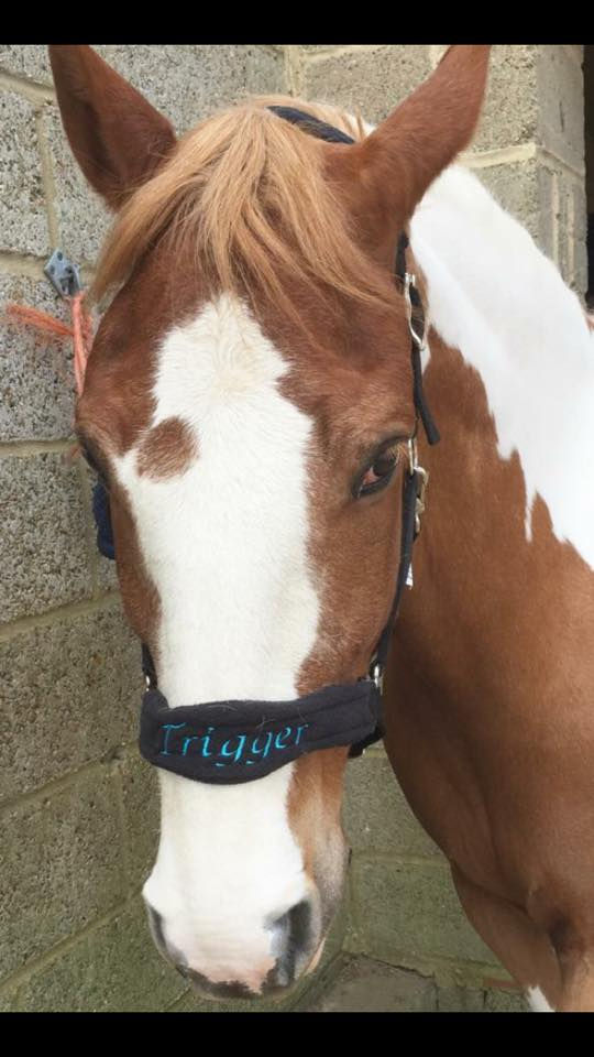 Thumbnail: Personalised Headcollar and leadrope set