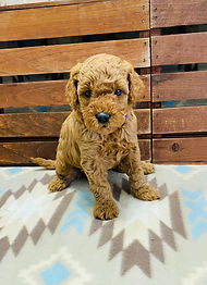 mini goldendoodle 