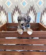 mini F1 Aussiedoodle