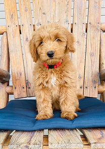 mini F1b goldendoodle 