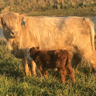 Cows
