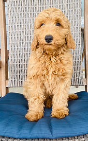 mini F1b goldendoodle 