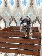 mini F1 Aussiedoodle 